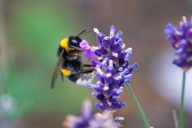 Bee-Friendly Plants